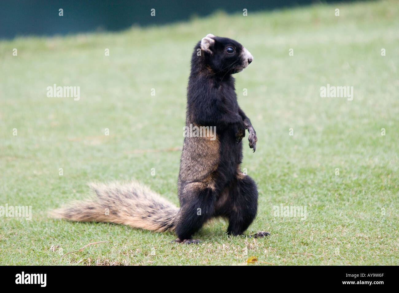 Fox Squirrel In Florida Stock Photo Alamy