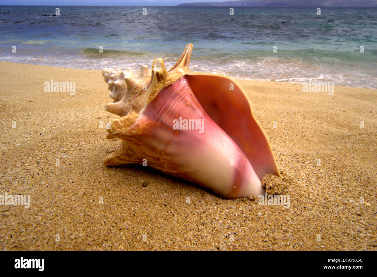 Beach Conch Shell Stock Photo Alamy Beach Conch Shell AY9X6C