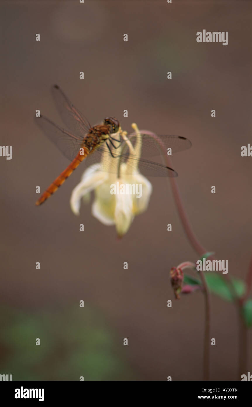 Dragonfly on Flower Stock Photo - Alamy