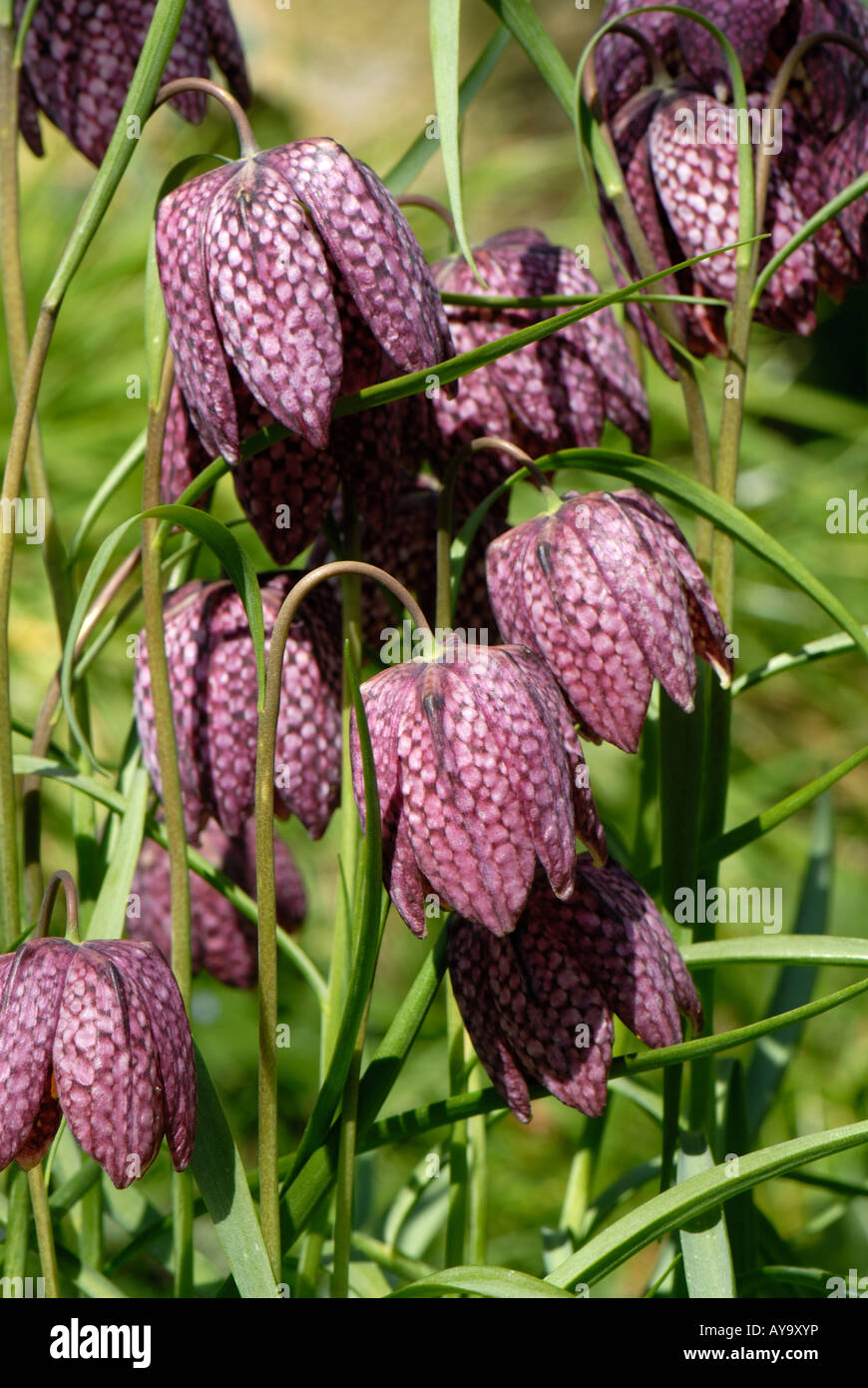 Snakes head fritillary Fritillaria meleagris flowering in a small group Stock Photo