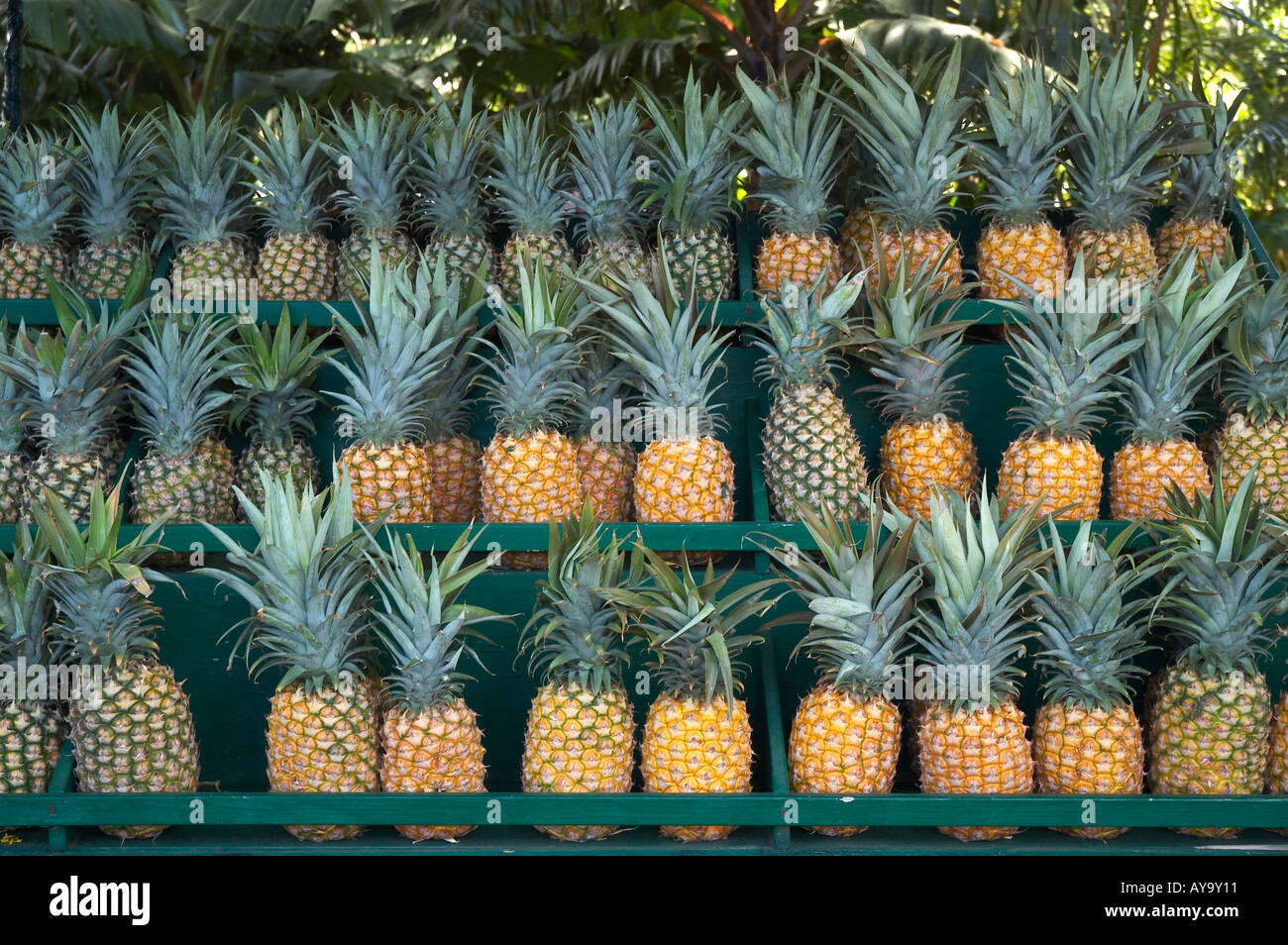 Hawaiian pineapples Maui Stock Photo - Alamy