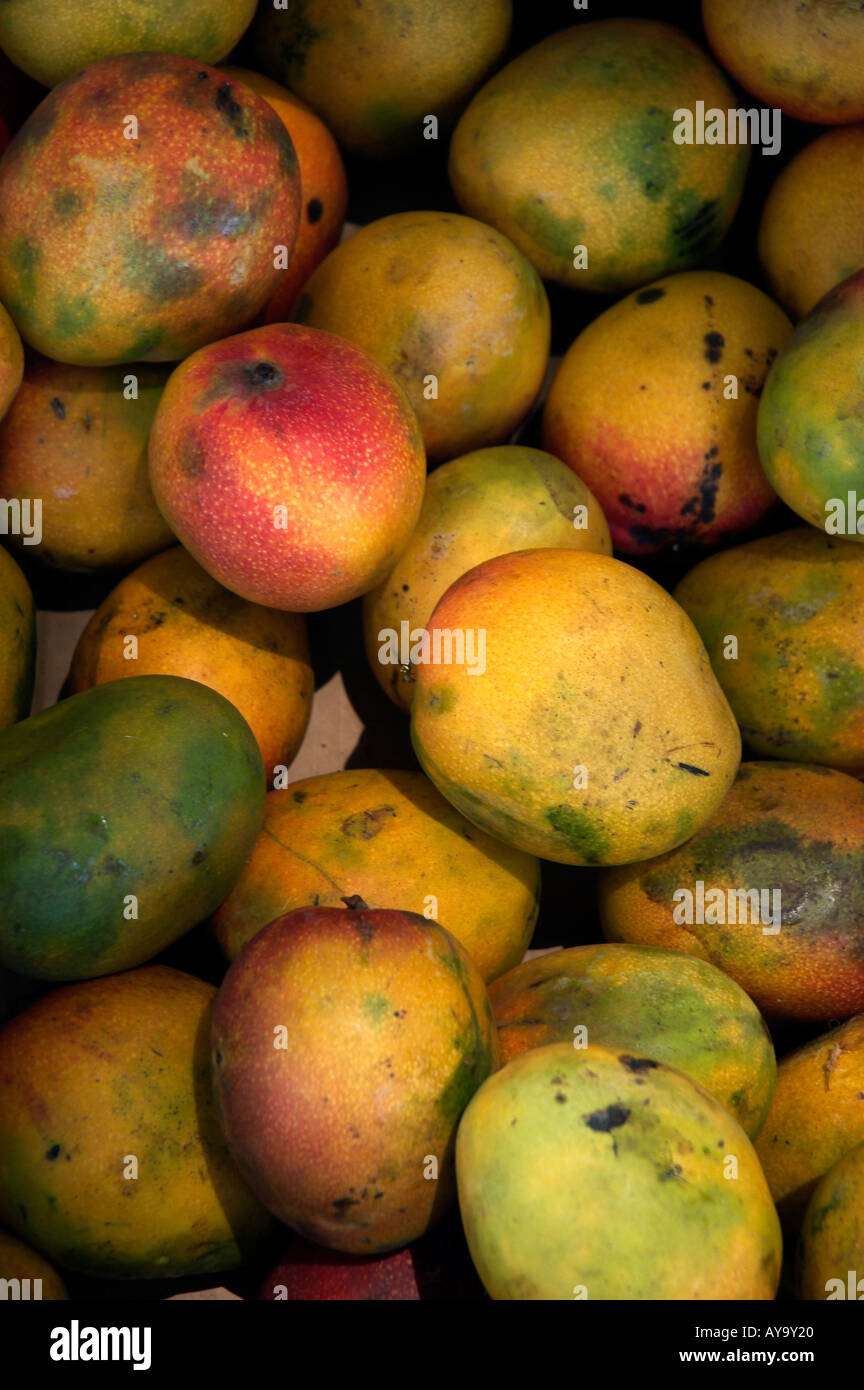 Mangoes fruit maui hires stock photography and images Alamy