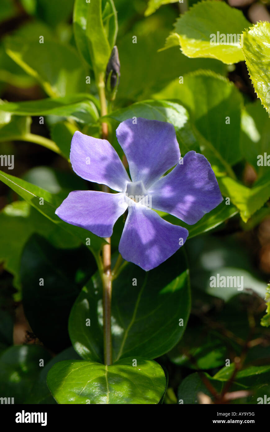 Greater periwinkle Vinca major blue flower in early spring Stock Photo