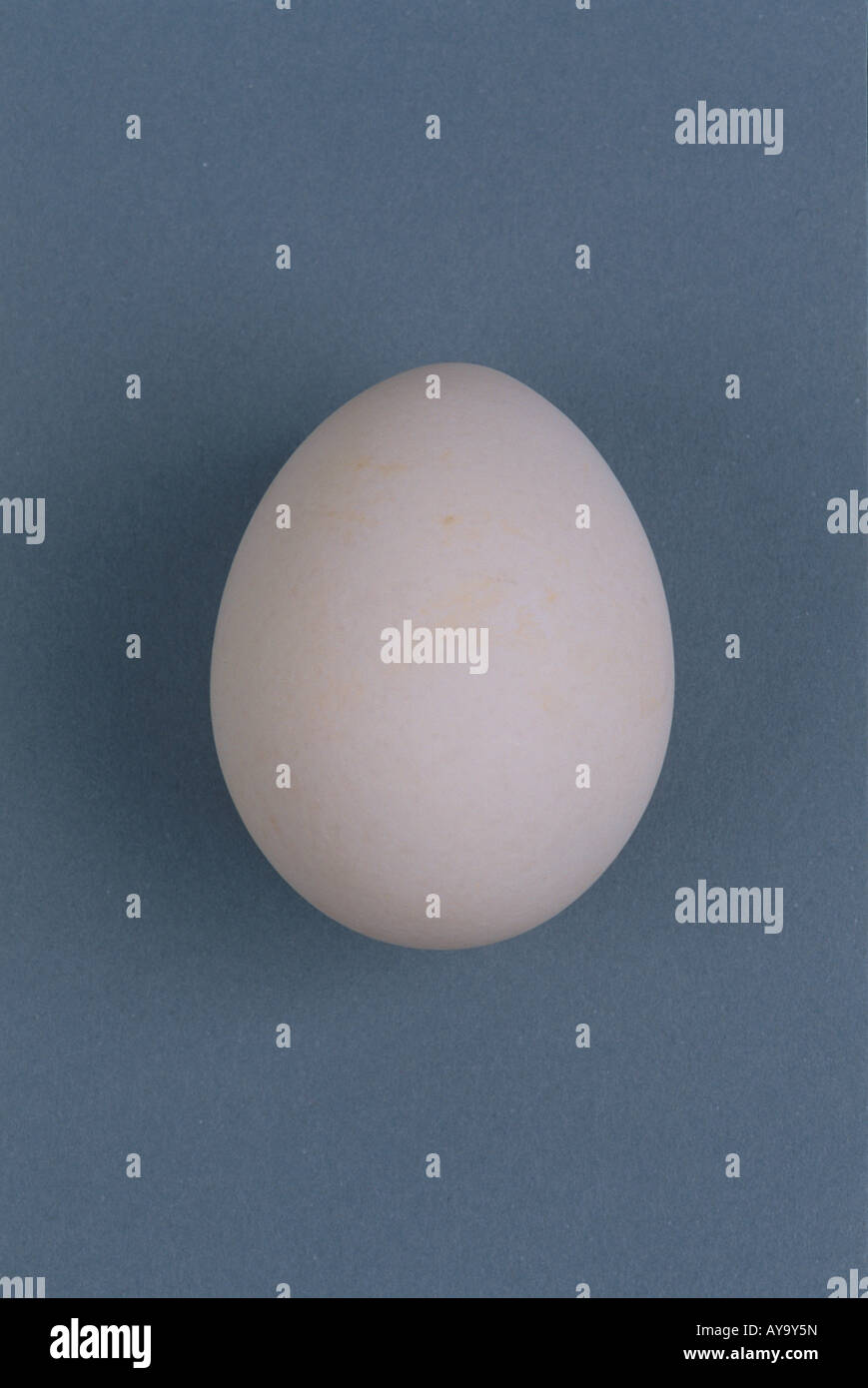 Portrait egg image hi-res stock photography and images - Alamy