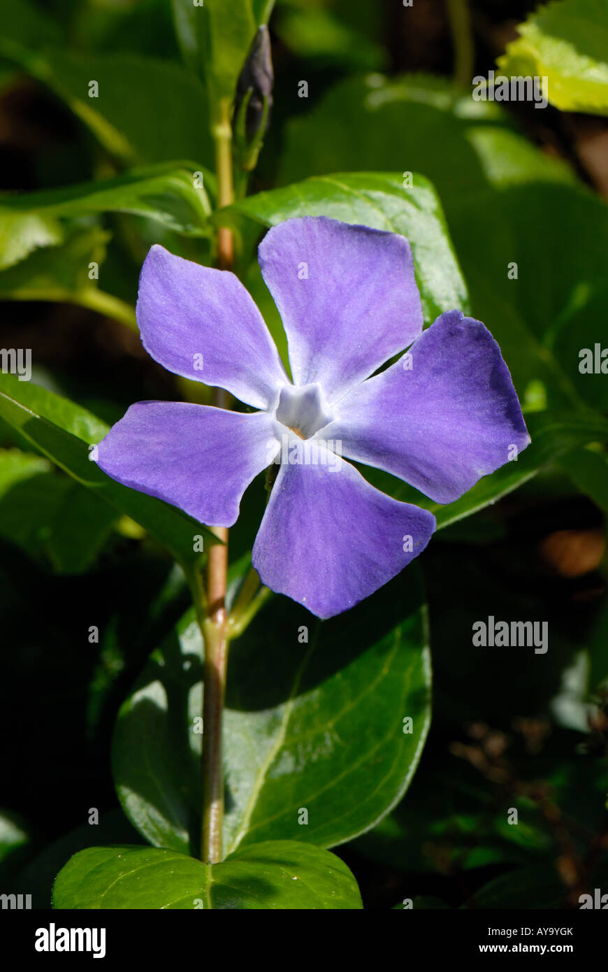 Greater periwinkle Vinca major blue flower in early spring Stock Photo