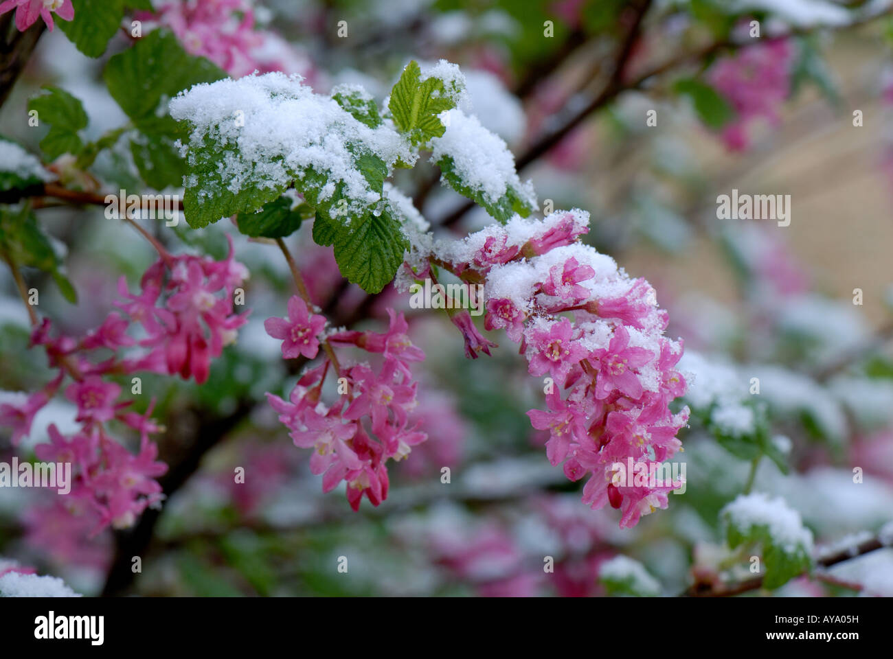 Flowering currant Ribes sanguineum flowers covered by a light snow fall in early spring Stock Photo