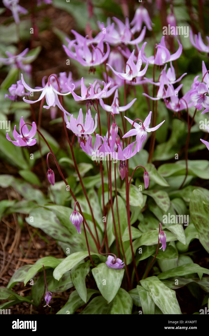 Hendersons Fawn Lily, Erythronium hendersonii, Liliaceae Stock Photo