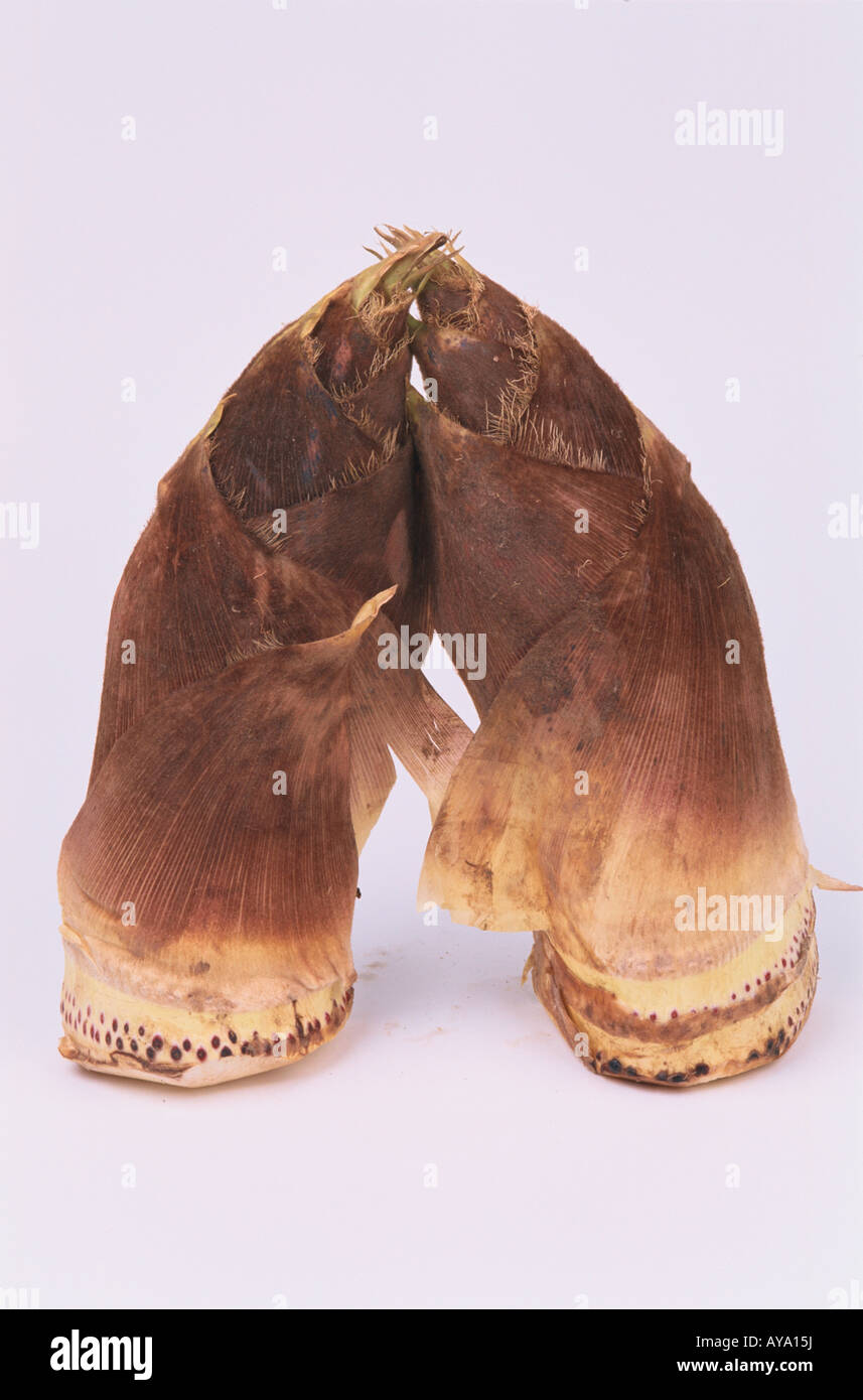 Two Bamboo Shoots Stock Photo - Alamy