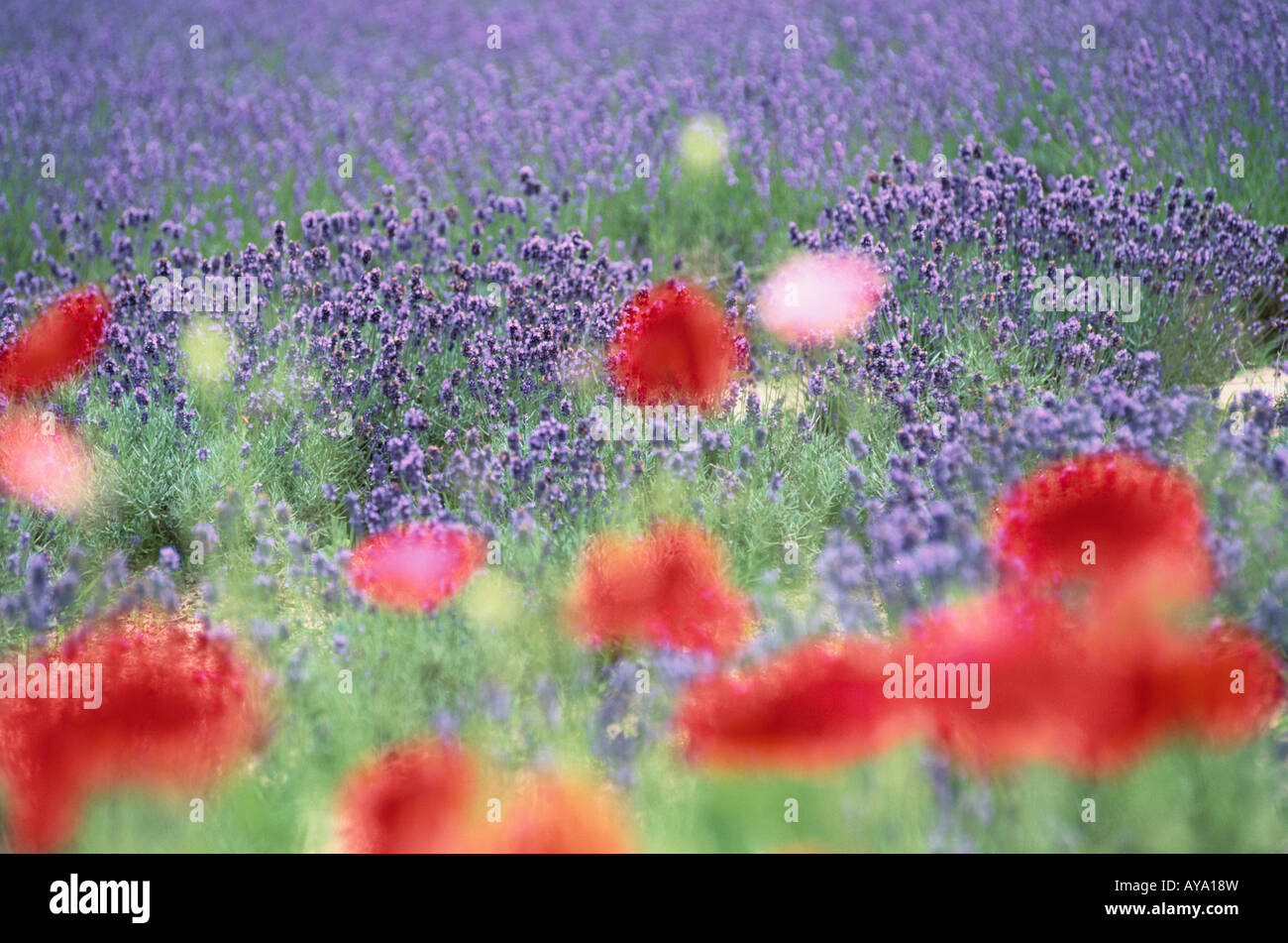 Lavender and poppies hi-res stock photography and images - Alamy