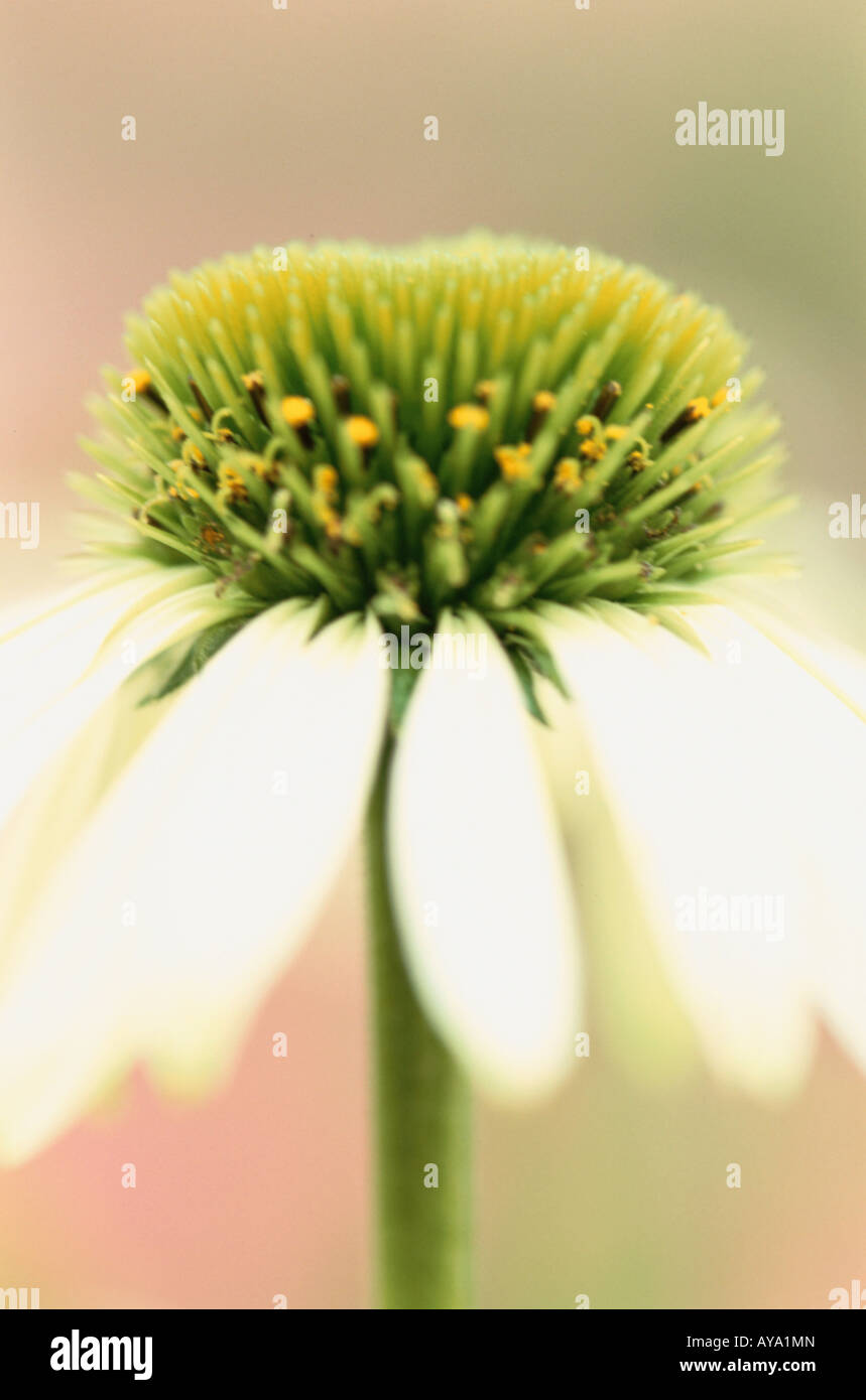 Stamens of Daisy Stock Photo Alamy