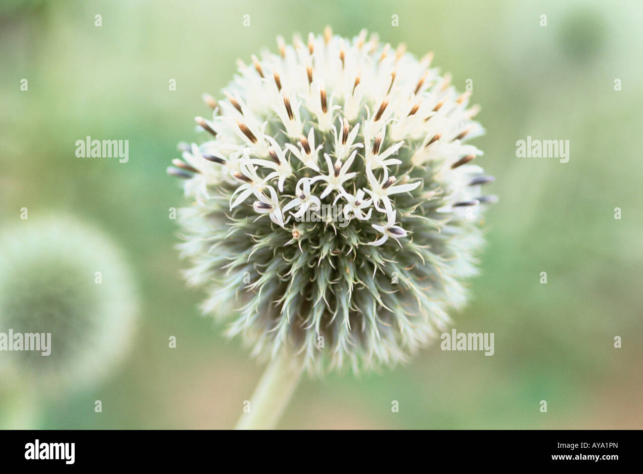 Stamens  of Round Flower Stock Photo