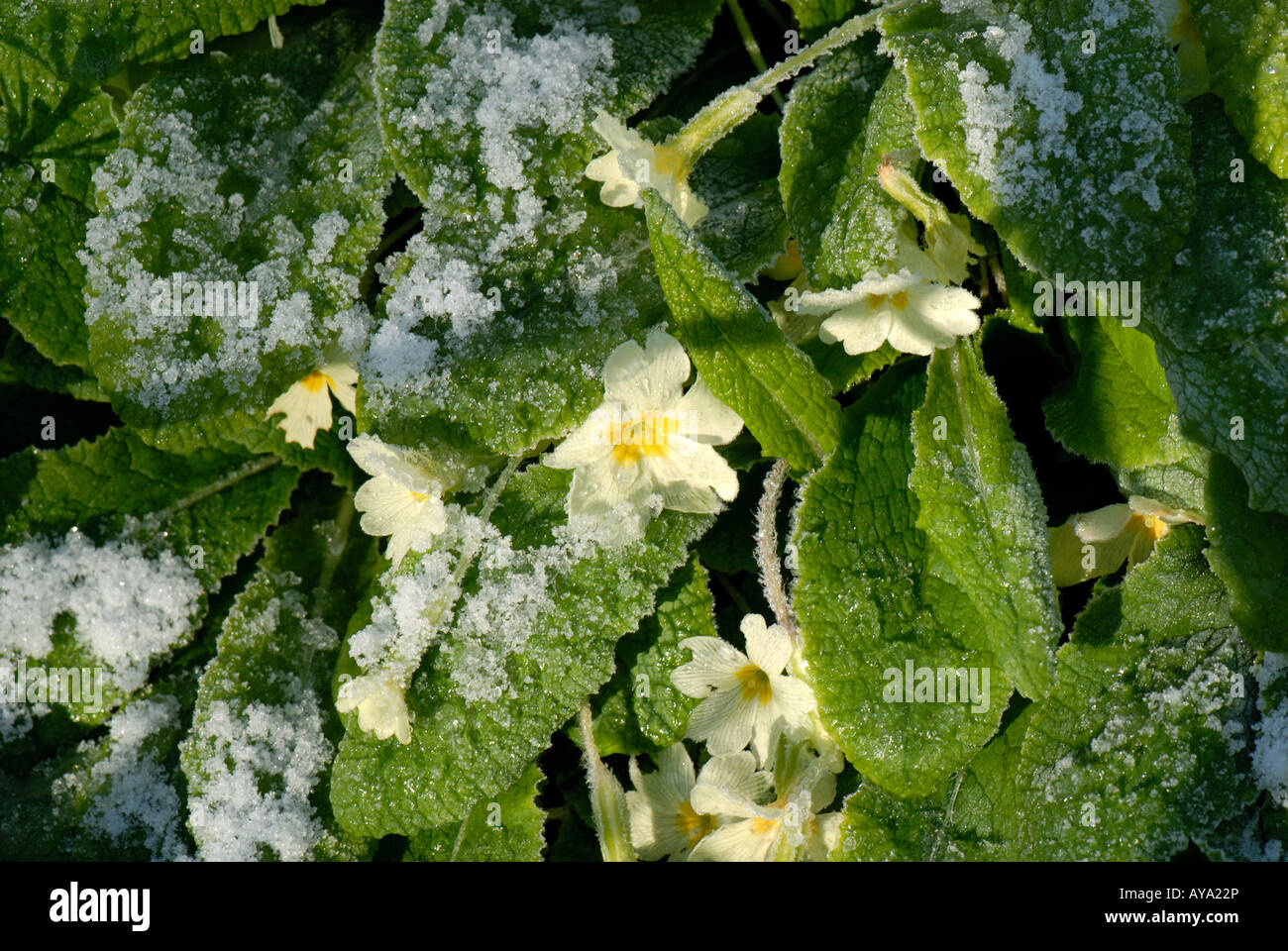 Primrose Primula vulgaris with a light covering of snow in deciduous woodland in spring Stock Photo