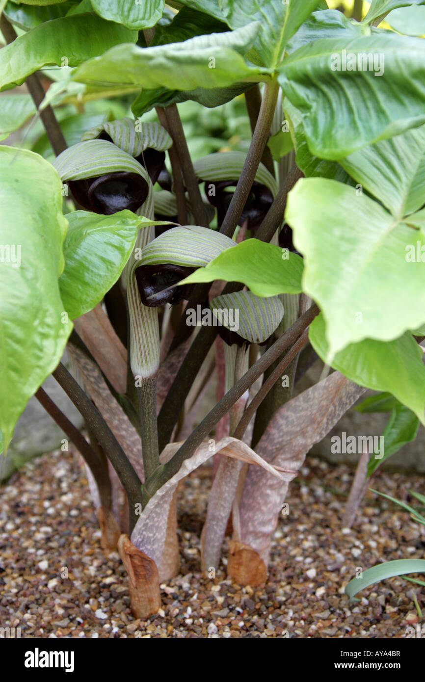 Japanese Cobra Lily Arisaema ringens aka Jack in the Pulpit Stock Photo