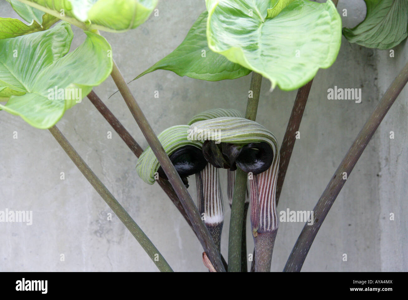 Japanese Cobra Lily Arisaema ringens aka Jack in the Pulpit Stock Photo