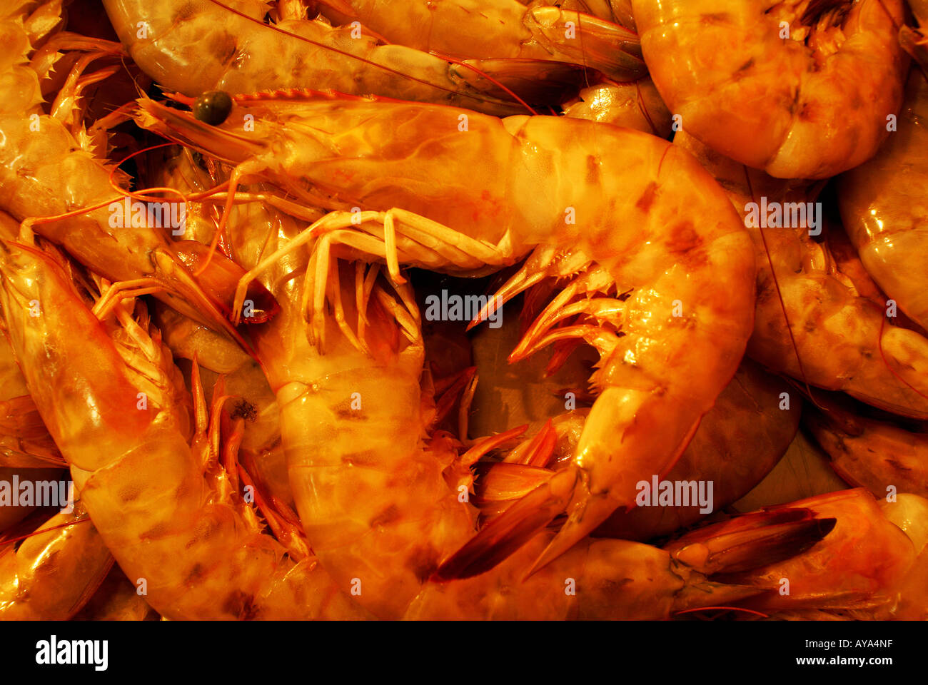 Shrimps (Camarao) Stock Photo