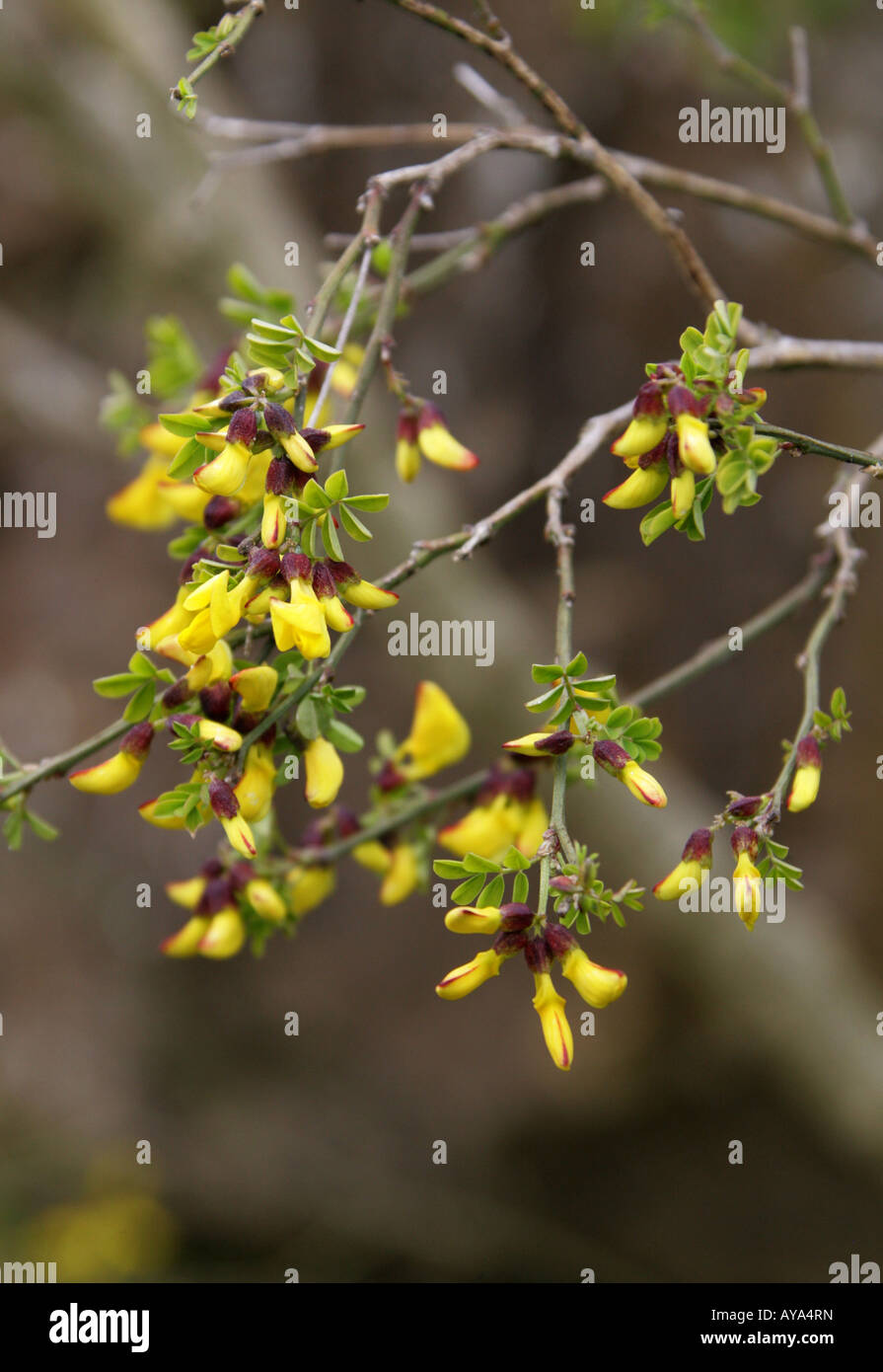 Scorpion Senna Hippocrepis emerus subsp emerus syn Coronilla emerus Stock Photo