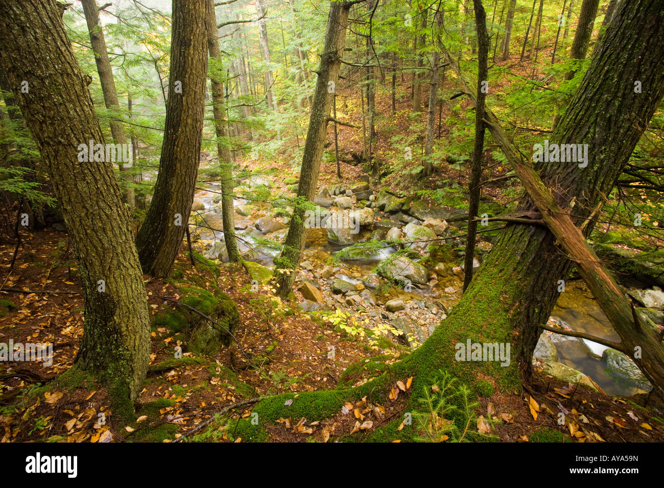 A tributary of the Baker River flows through a hemlock forest in Groton