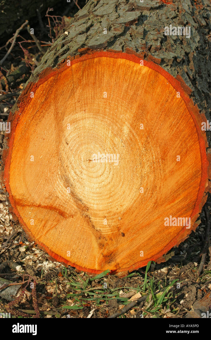 Freshly cut alder tree Alnus glutinosa with red sap and tree-rings Stock Photo