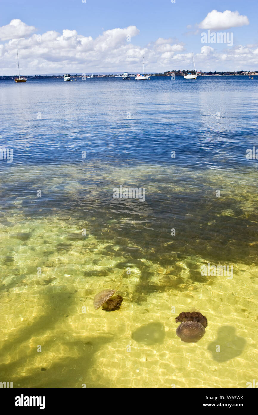 Two Australian Spotted Jellyfish (Phyllorhiza punctata) in the Swan River at Matilda Bay. Perth, Western Australia Stock Photo