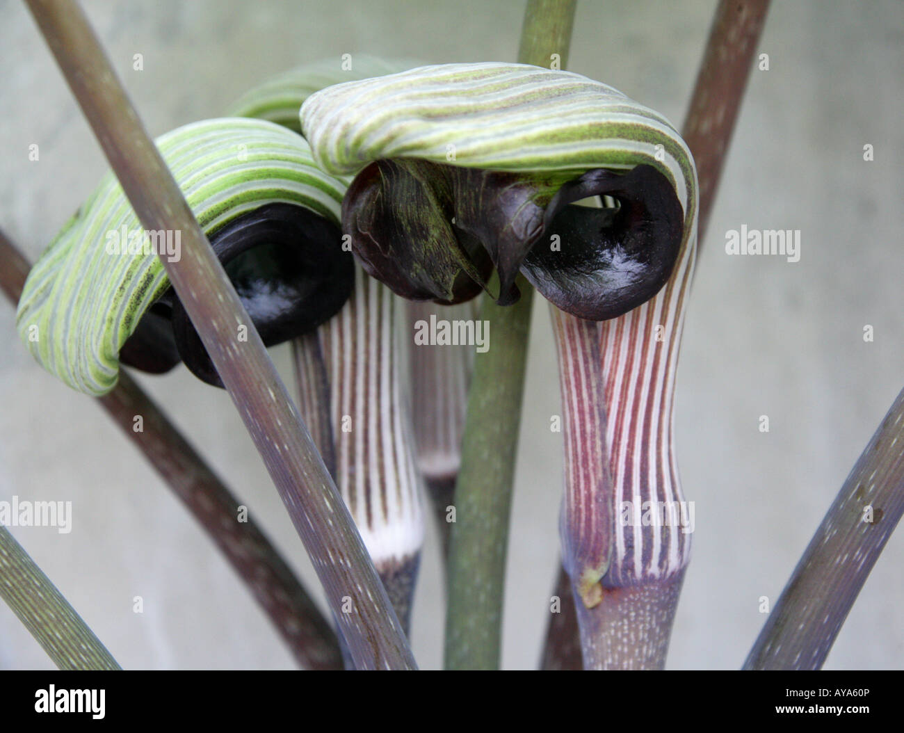 Japanese Cobra Lily Arisaema ringens aka Jack in the Pulpit Stock Photo