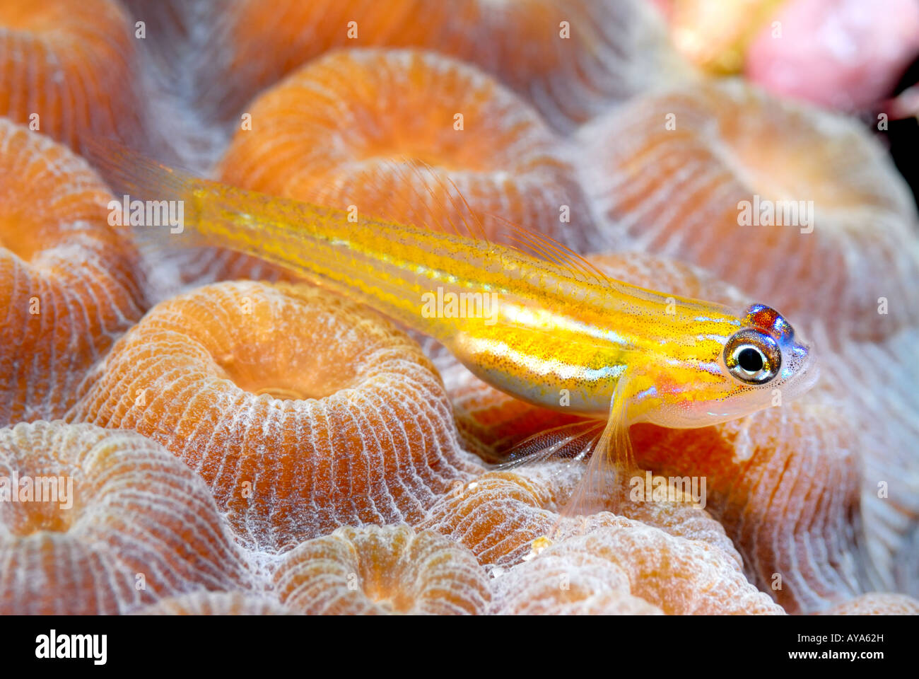 A tiny yellow peppermint goby sits on the reef in the Caribbean Stock Photo