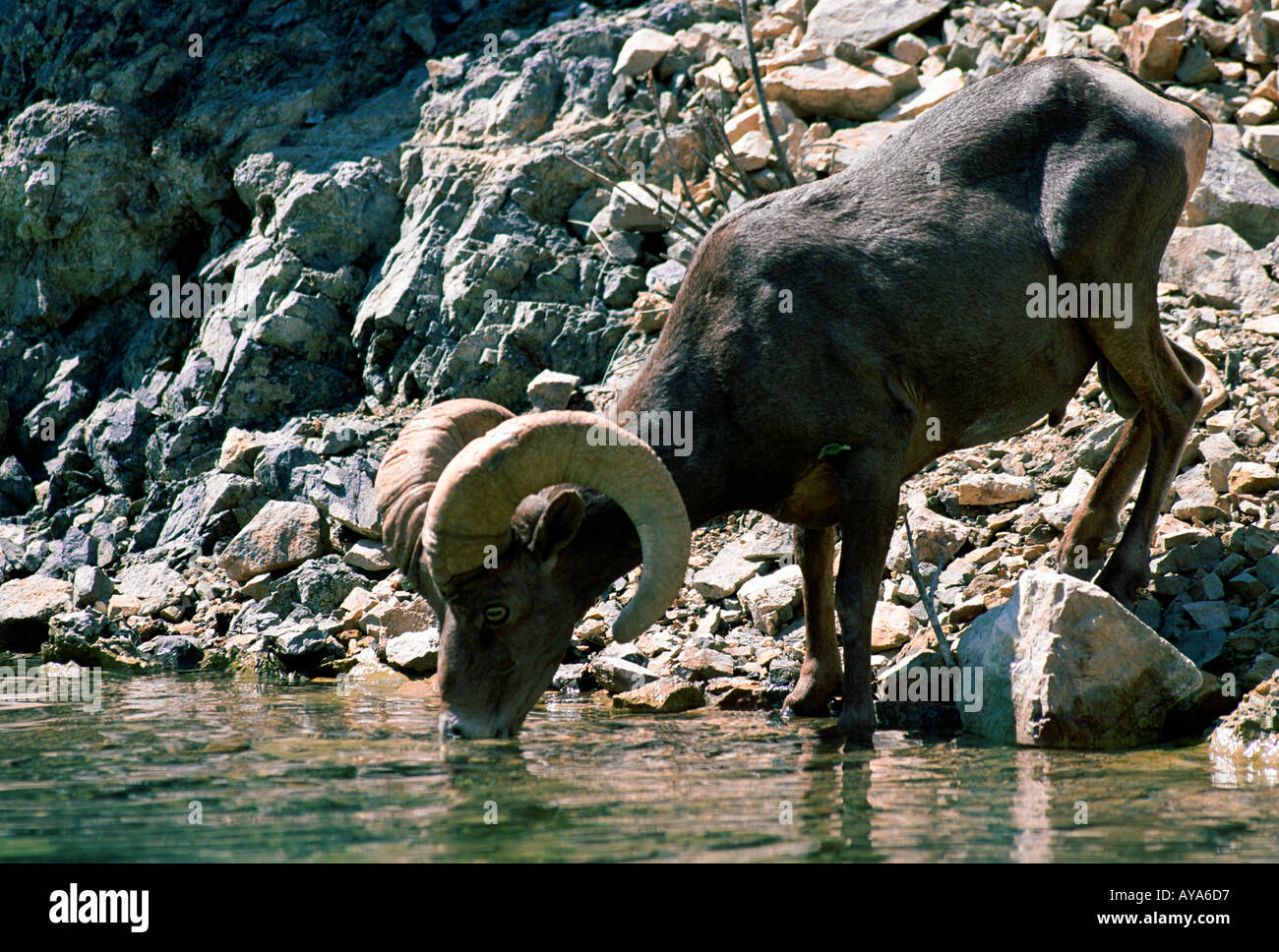 desert bighorn sheep drinking from Lake Mead Nevada Stock Photo Alamy