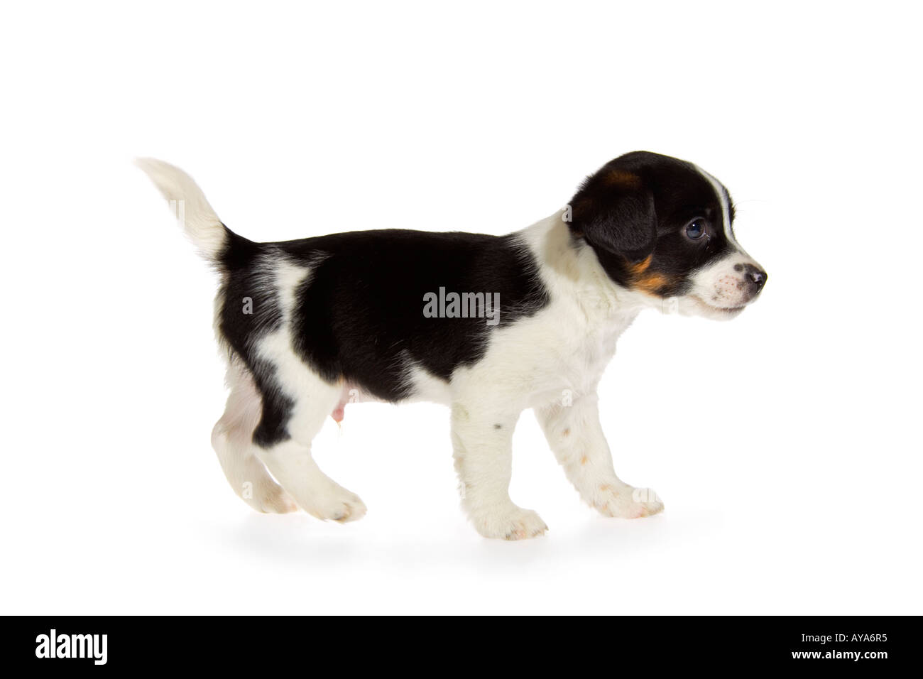 jack russell terrier puppies black and white