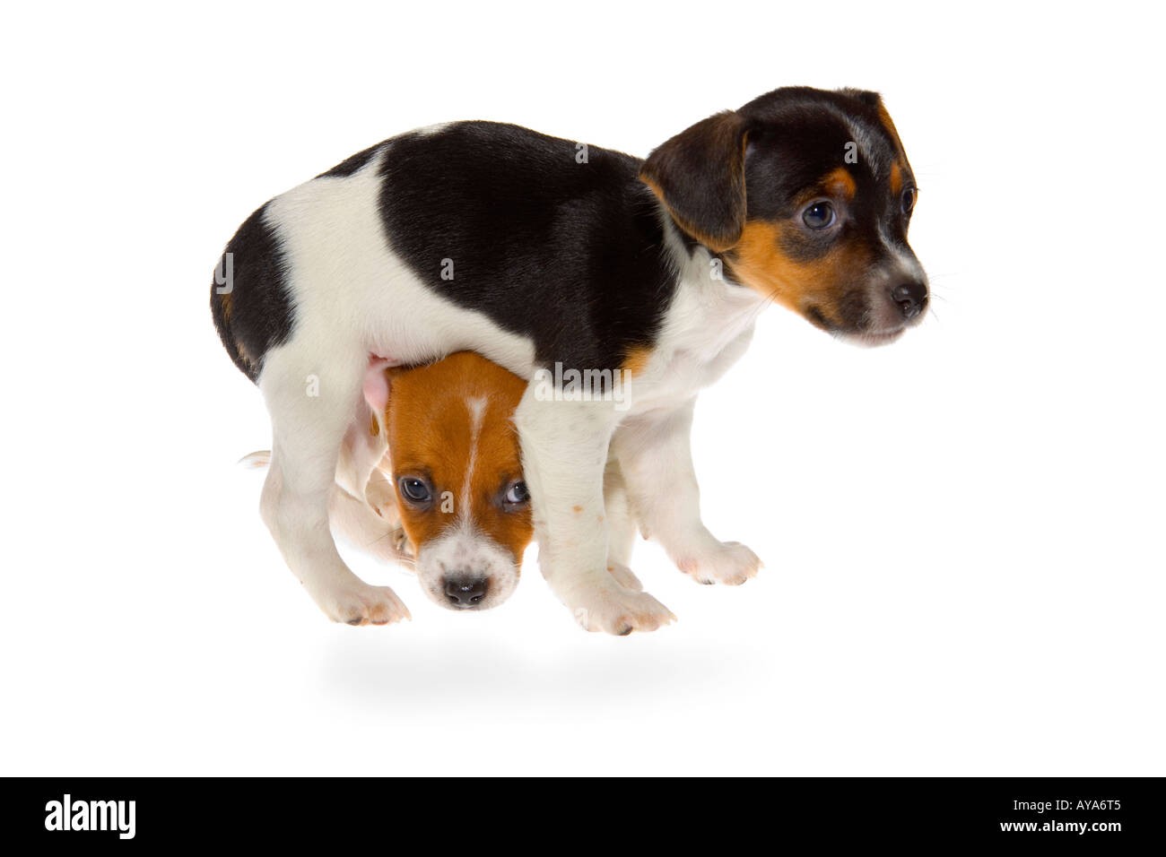 Two seven week old Jack Russell Terrier puppies on white background one standing the other squeezing underneath legs. JMH1980 Stock Photo
