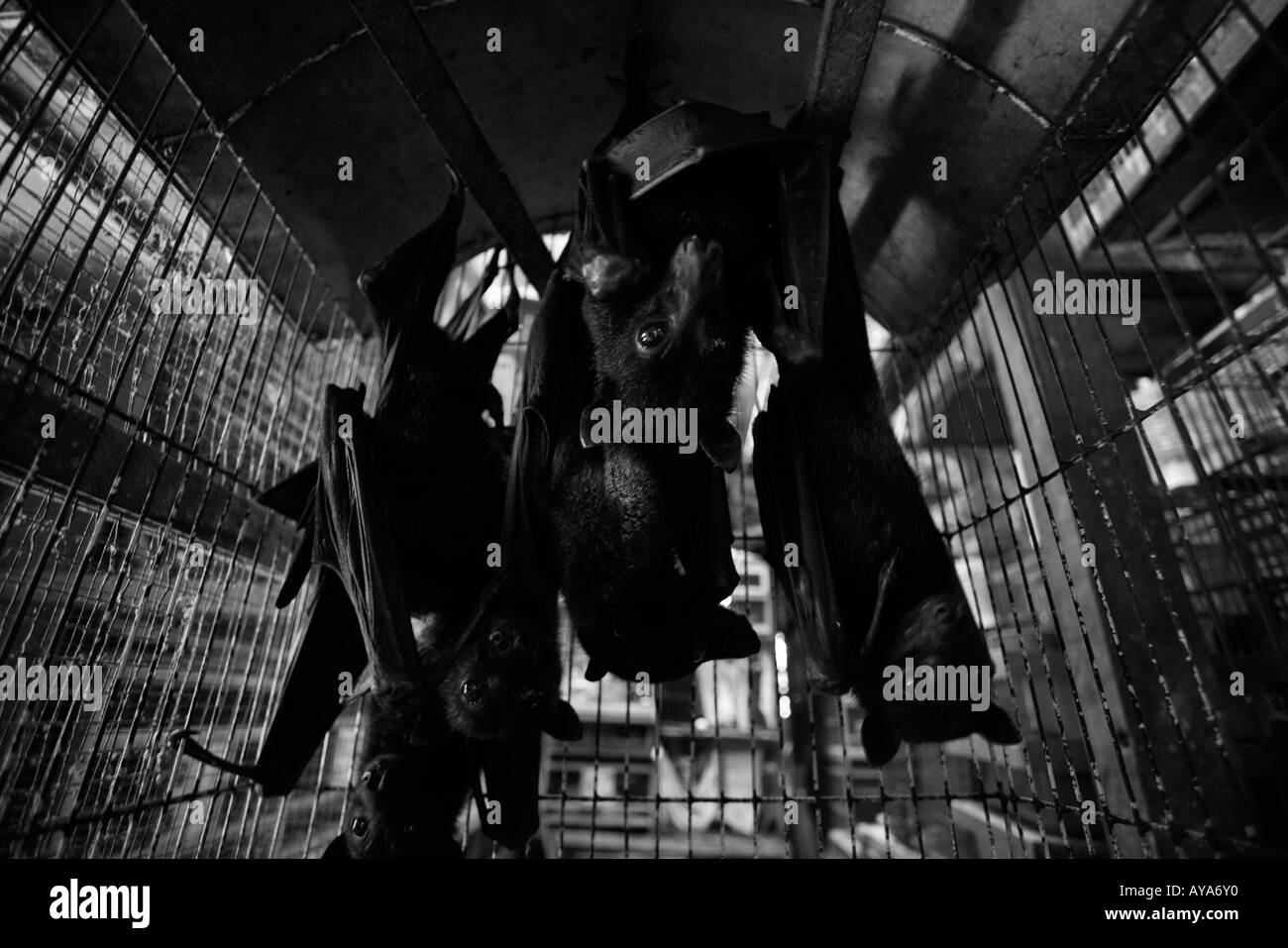 Indonesia Jakarta Large caged fruit bats hanging upside down at Bird