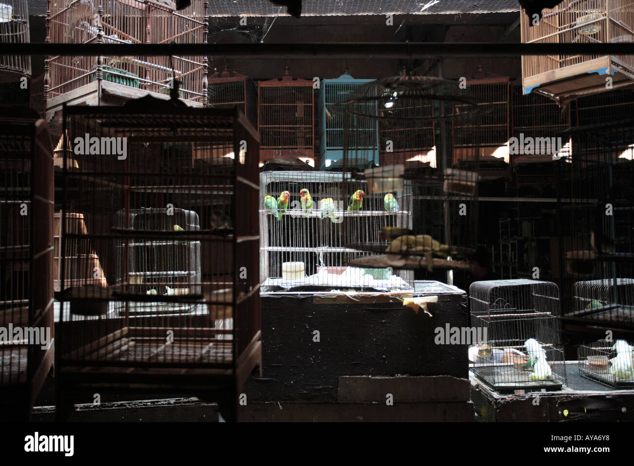 Indonesia Jakarta Lines of caged birds inside Bird Market Stock Photo