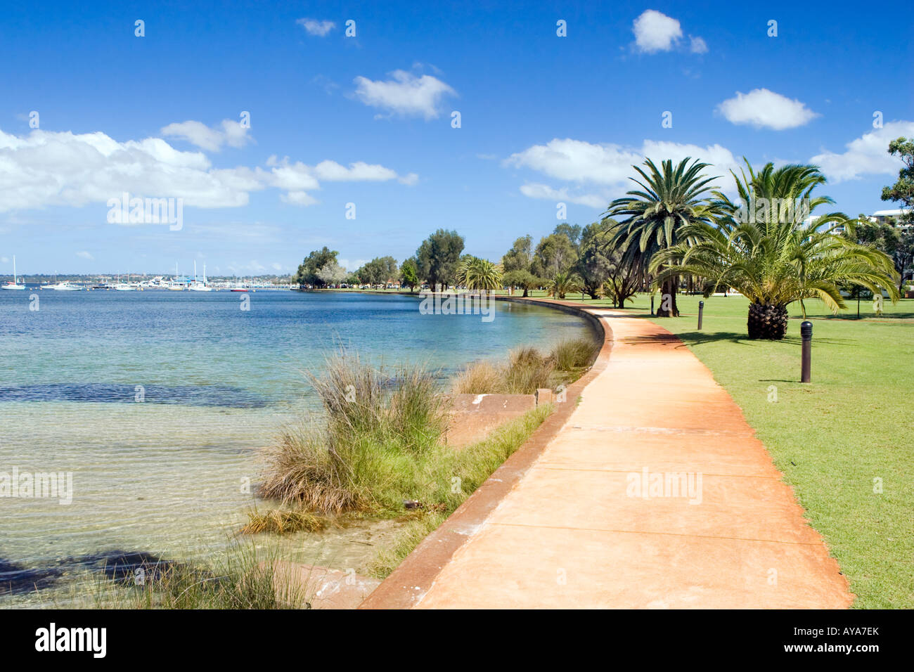 A palm tree lined path beside the Swan River near Pelican Point in Crawley, Perth. A marina can be seen in the distance. Stock Photo