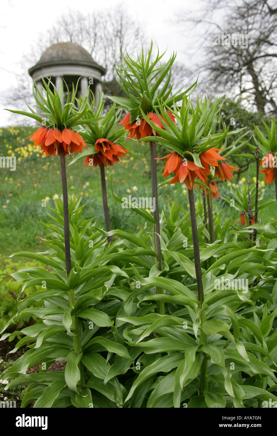 Crown Imperial Lily, Fritillaria imperialis. Growing in Front of Kew Gardens Rotunda Stock Photo