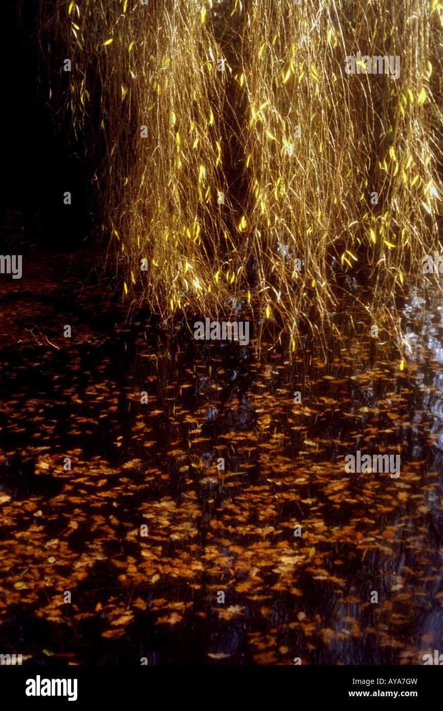 Shimmering golden leaves hi-res stock photography and images - Alamy
