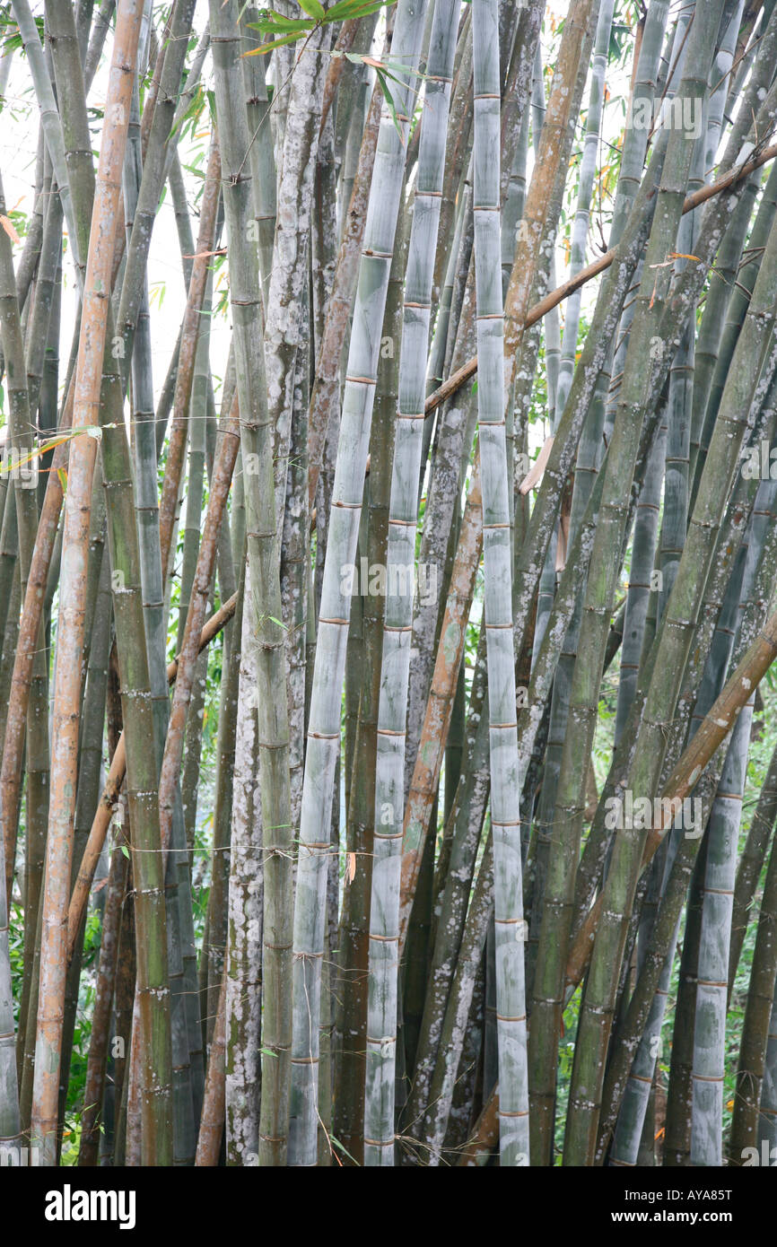Plants of asia hi-res stock photography and images - Alamy