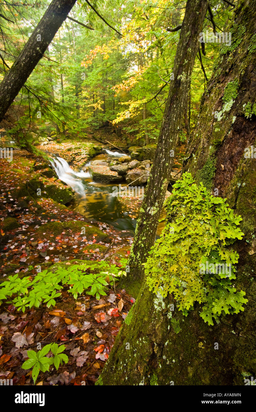 A tributary of the Baker River cascades through a hemlock forest in Groton, New Hampshire. Stock Photo