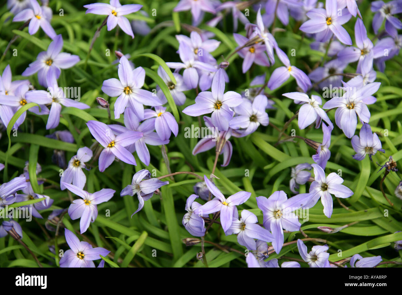 Spring Starflower, Ipheion uniflorum, Violaceum, Alliaceae, Liliaceae Stock Photo