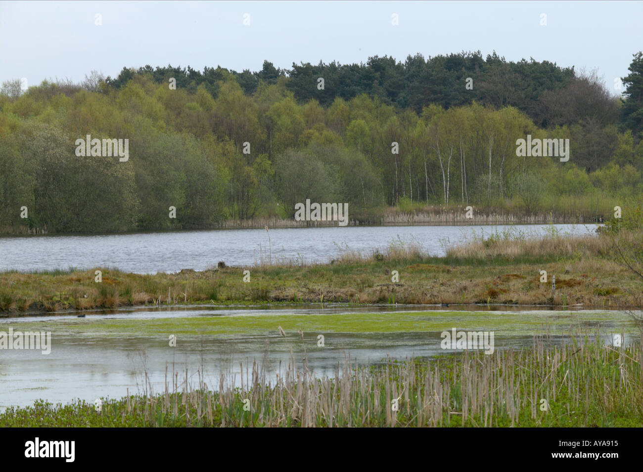 sand quarry transformed into a wetland nature reserve Stock Photo - Alamy