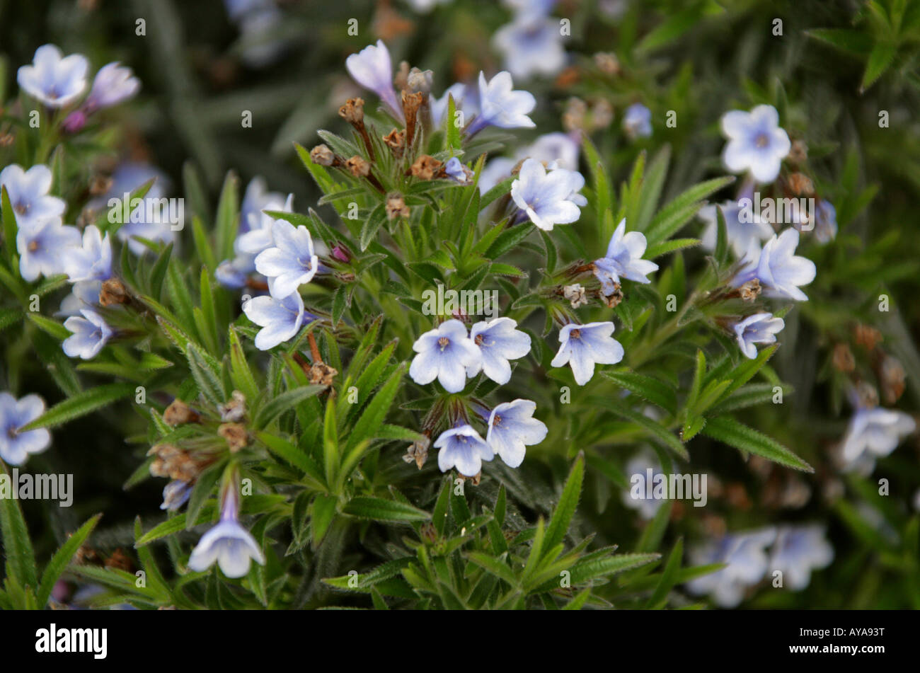 Lithodora zahnii a Rare Blue Endemic Gromwell from Greece Stock Photo