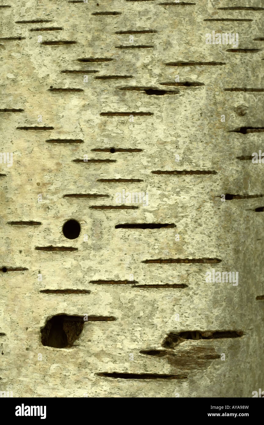 Silver Birch bark Stock Photo Alamy
