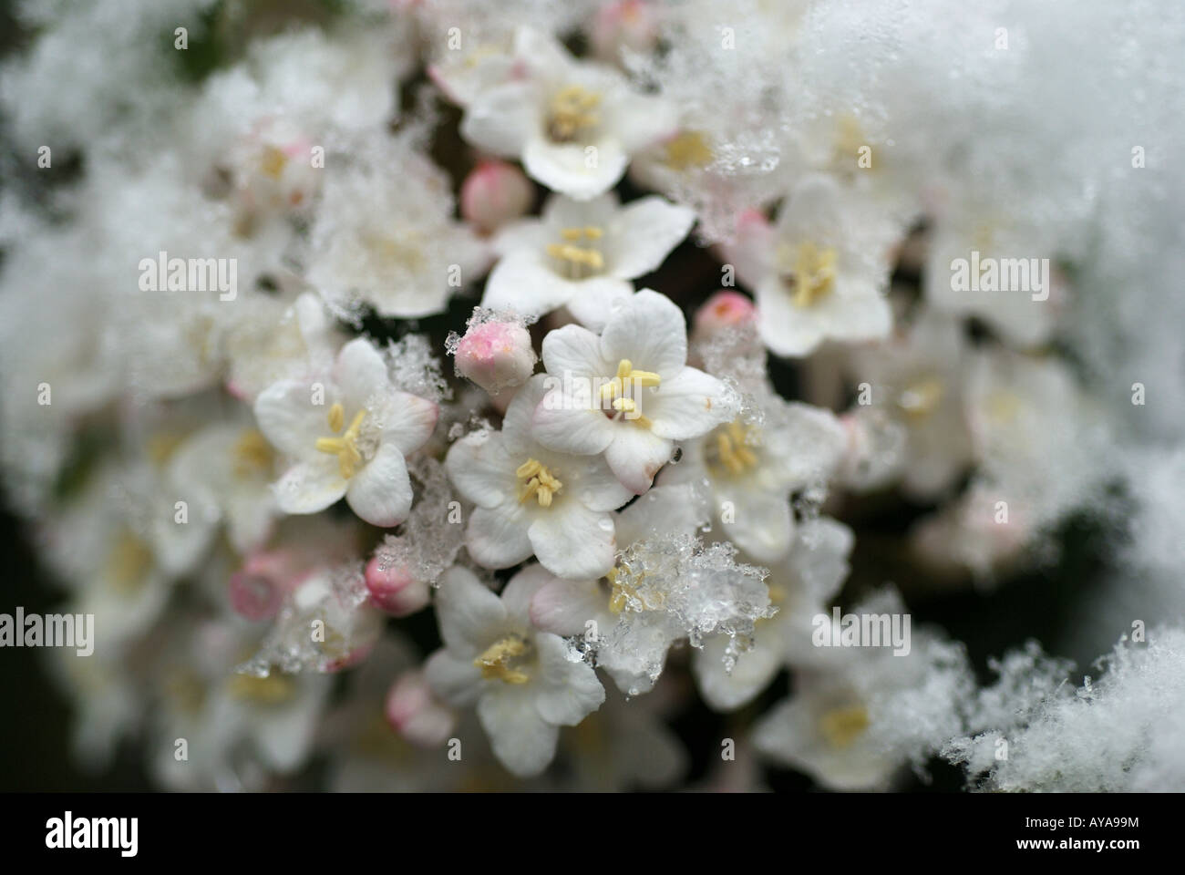 Spring snowfall Stock Photo