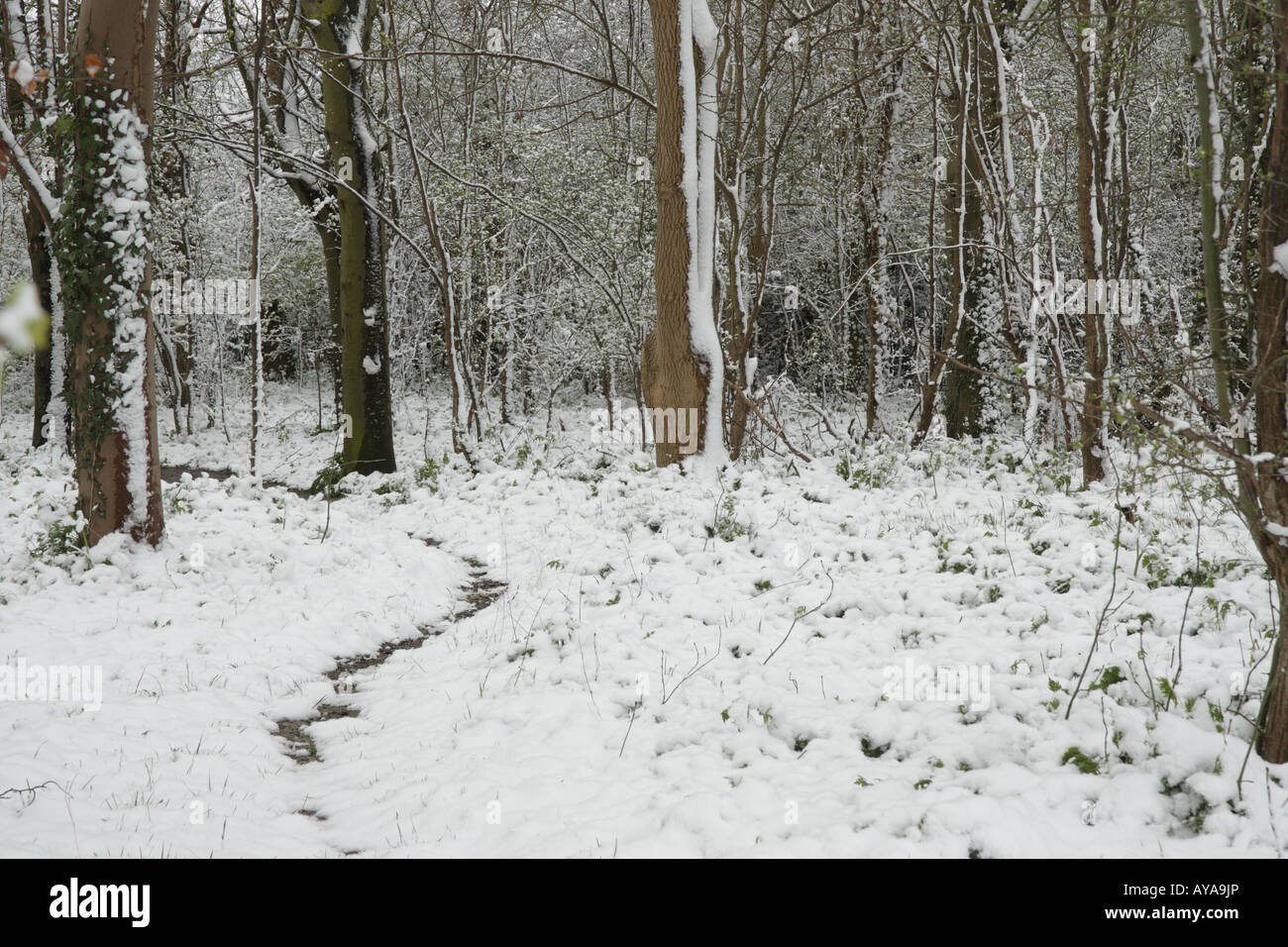 Woodland covered in snow Stock Photo - Alamy