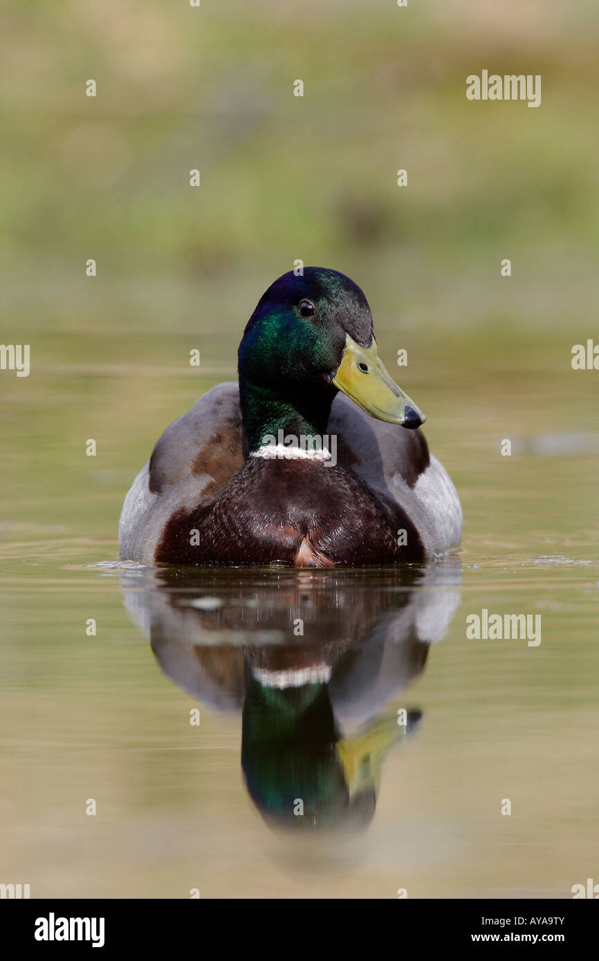 Drake Mallard Anas platyrhynchos swimming on pond with reflection in water Potton Bedfordshire Stock Photo
