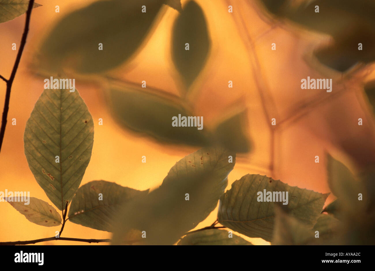 Leaves in autumn Herbstblaetter abstrakt abstract Querformat horizontal Stock Photo