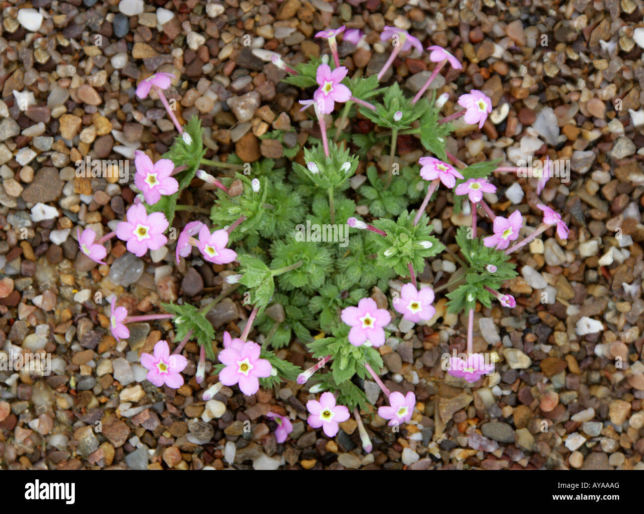 Dionysia involucrata Primulaceae Stock Photo