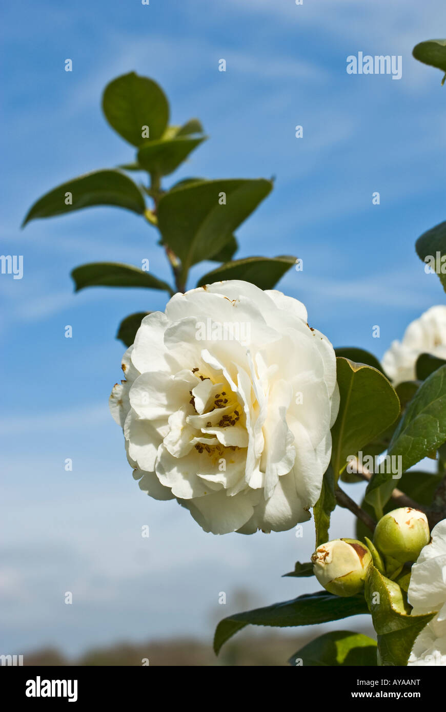 White camellia flower in spring in UK Stock Photo