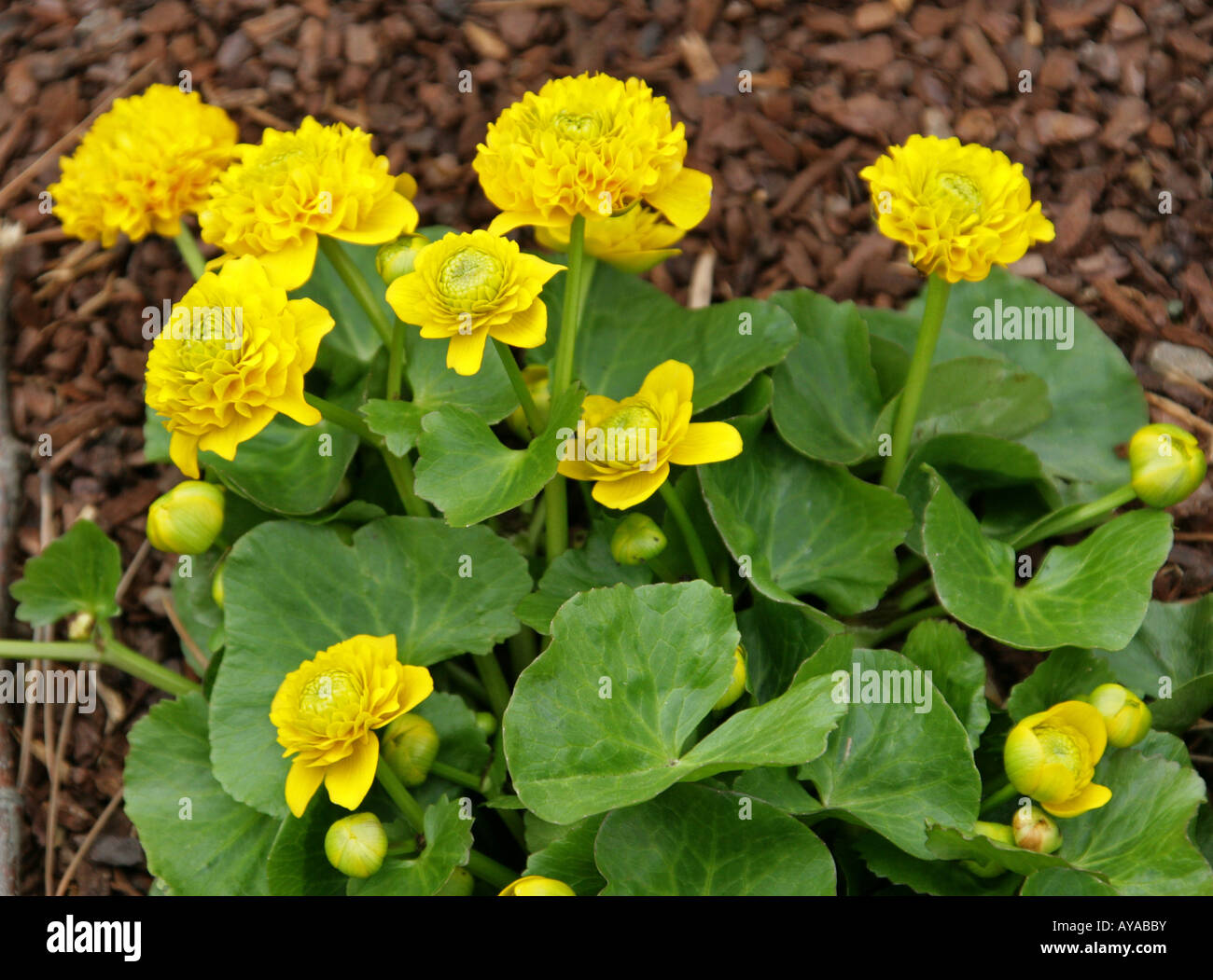 Marsh Marigold, Caltha palustris 'Flore Pleno' aka Kingcup Stock Photo