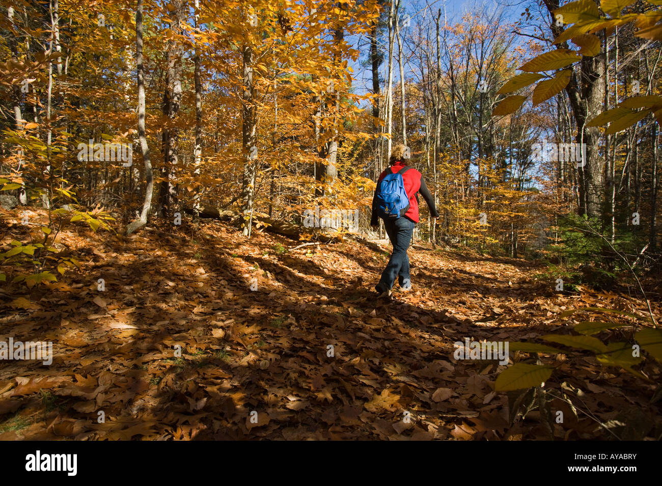 A woman hikes on an old woods road near Page Brook and Lake Winnipesauke in Meredith, New Hampshire. Stock Photo