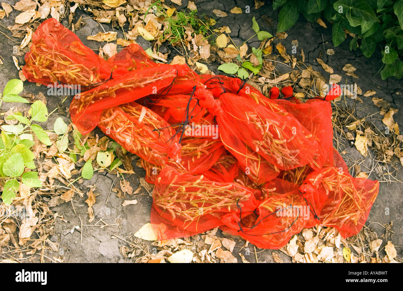 Soybean samples. Stock Photo