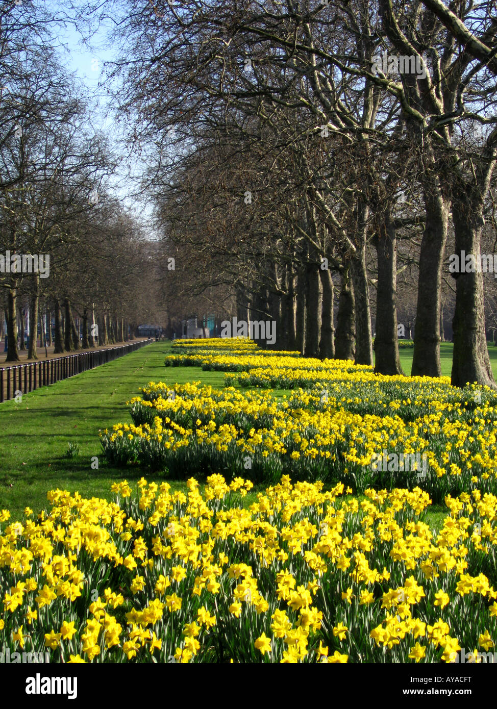 Daffodils flowering in Spring alongside The Mall City of Westminster London England UK Stock Photo