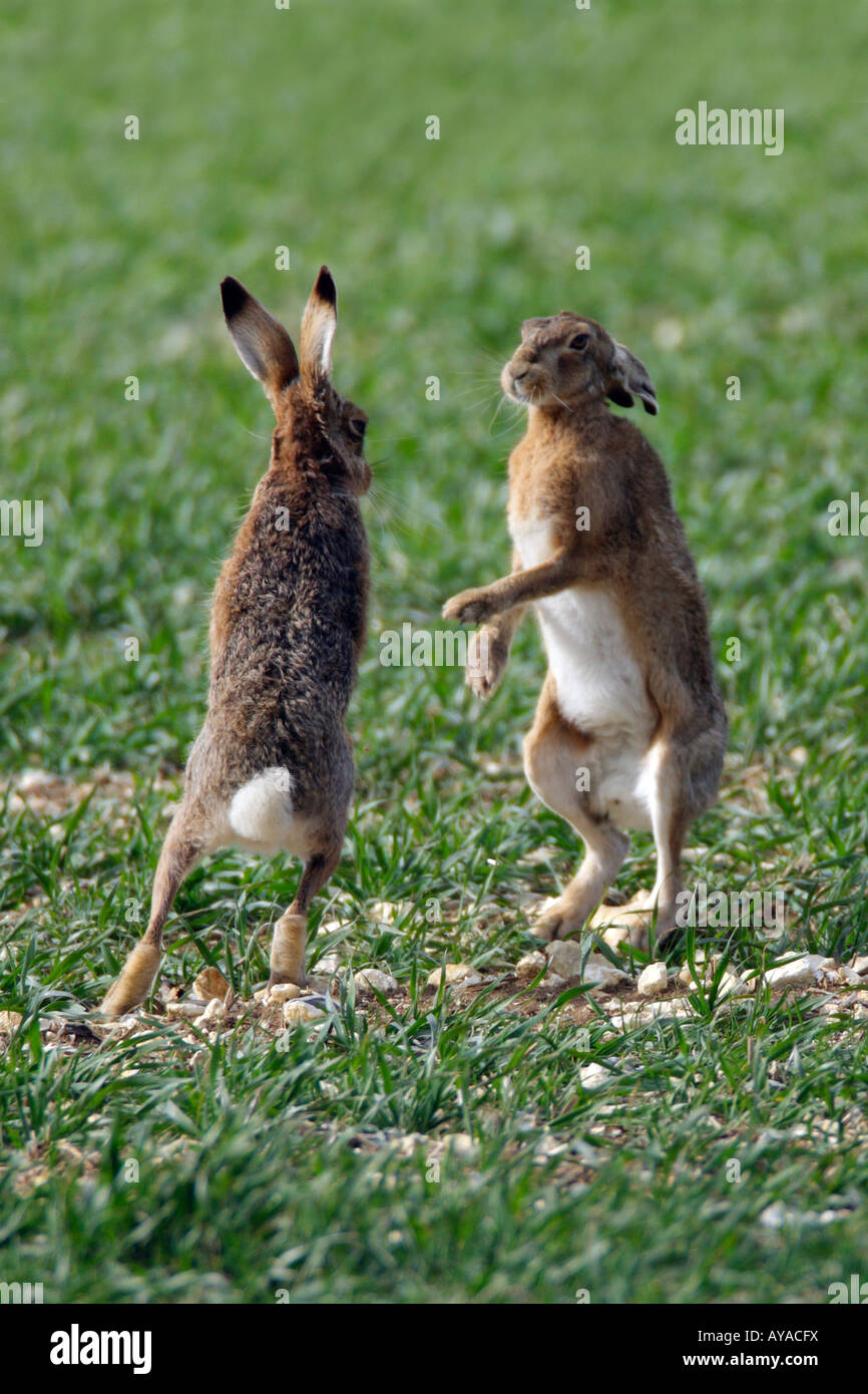 7+ The Boxing Hare